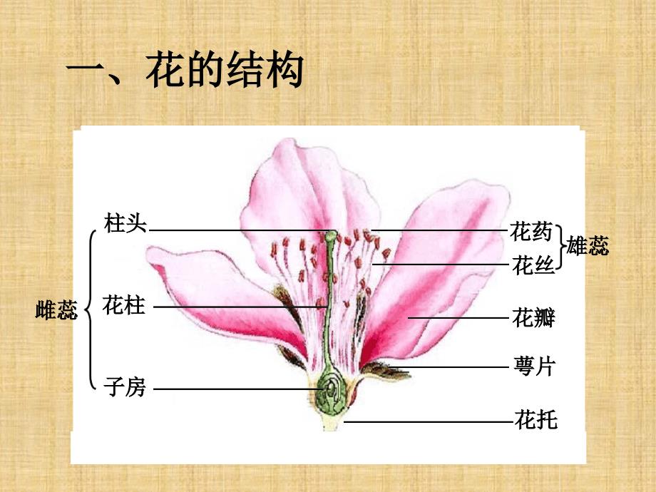 初中七年级生物上册323开花和结果名师优质课件2新人教版_第3页