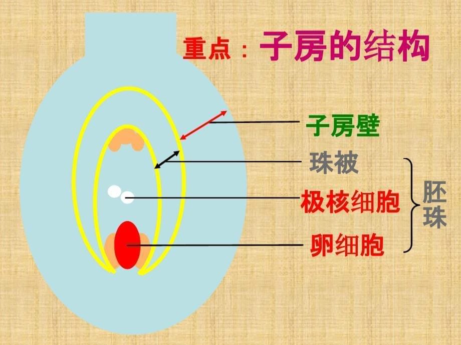 初中七年级生物上册323开花和结果名师优质课件2新人教版_第5页