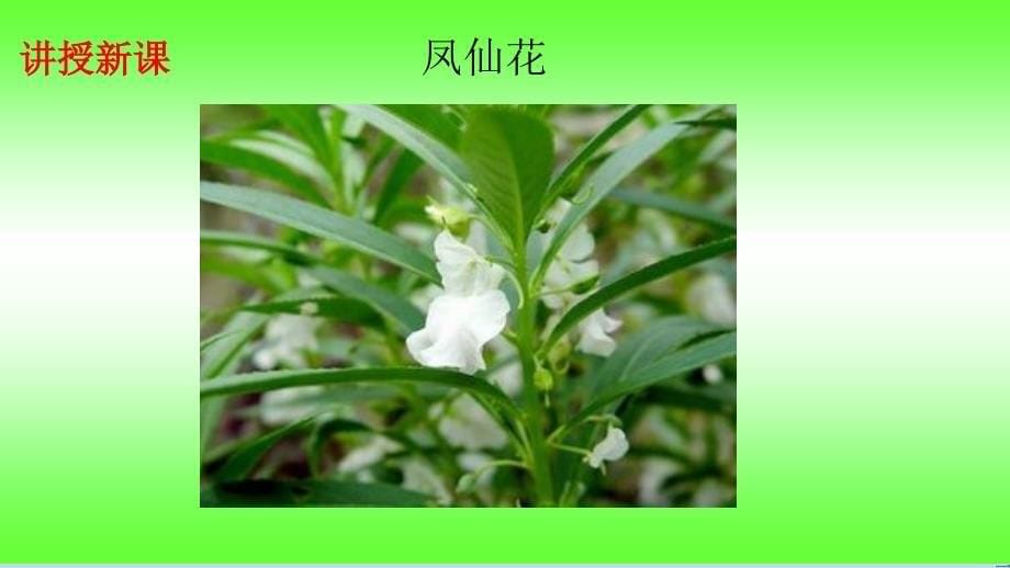 三年级科学下册植物的生长变化2种植我们的植物课件1教科版教科版小学三年级下册自然科学课件_第5页