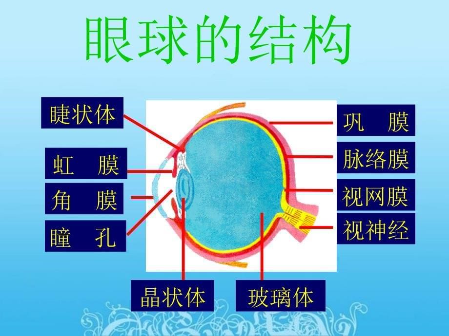 《人体对外界环境的感知》PPT课件_第5页