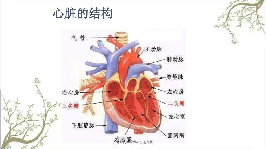 人体解剖学课程心脏的奥秘_第4页