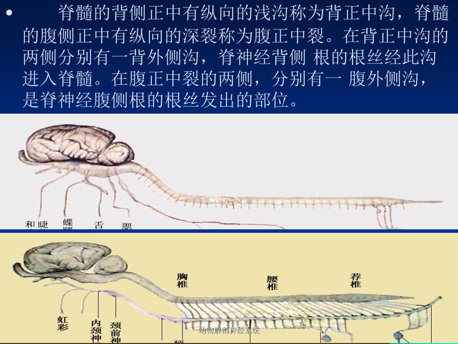 动物解剖神经系统课件_第4页