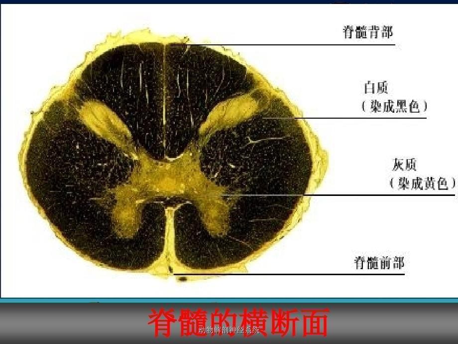 动物解剖神经系统课件_第5页