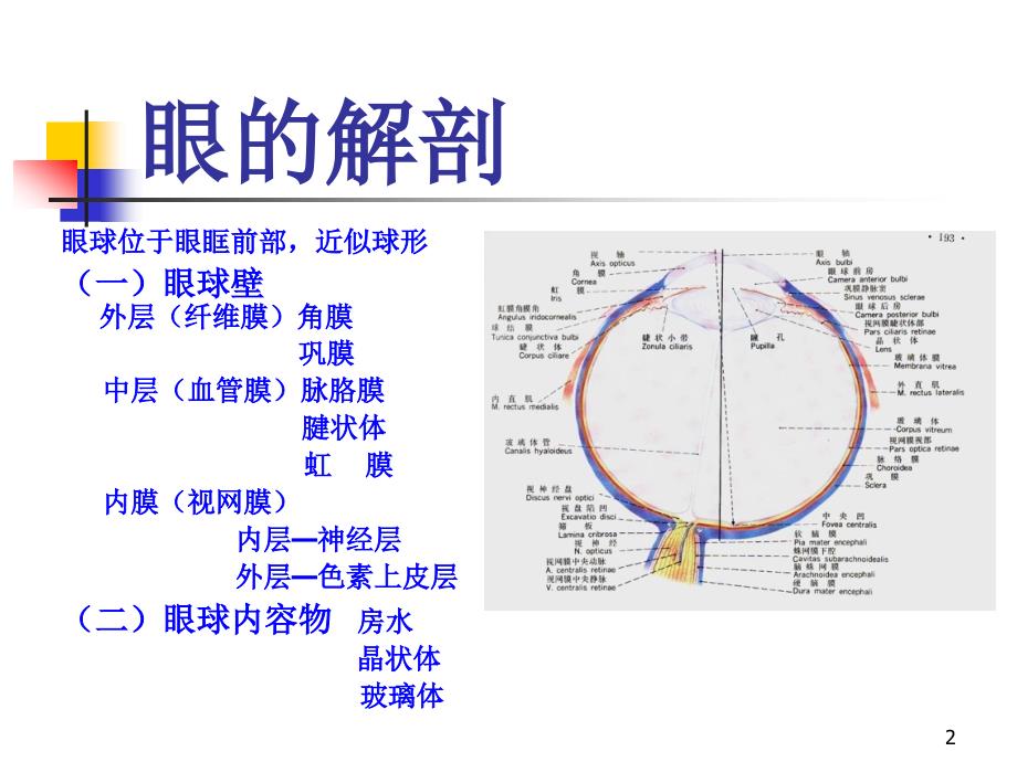 眼球超声ppt课件_第2页