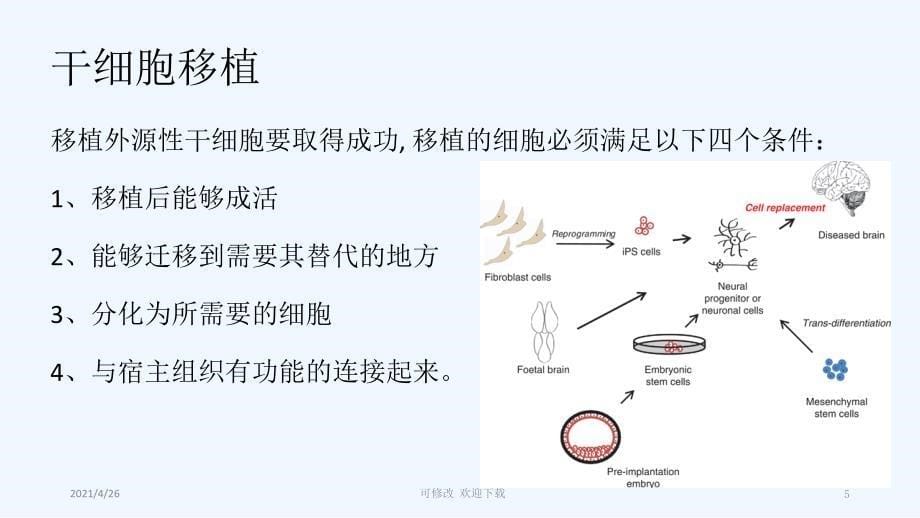 干细胞治疗神经退行性疾病精品课件_第5页