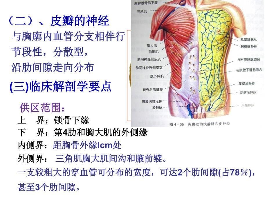 胸部皮肌皮瓣[共38页]_第5页