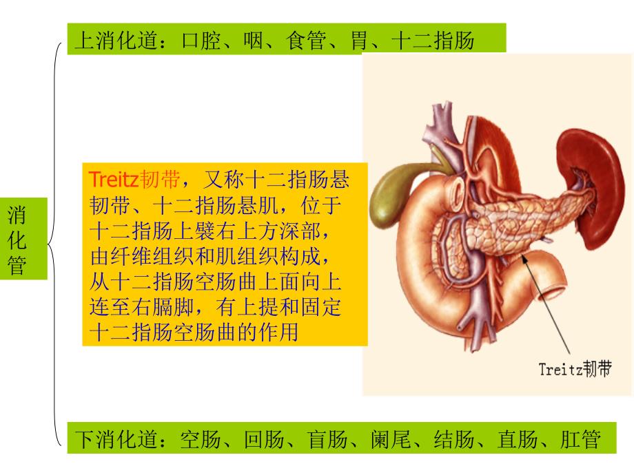 上消化道出血PPT课件_第4页