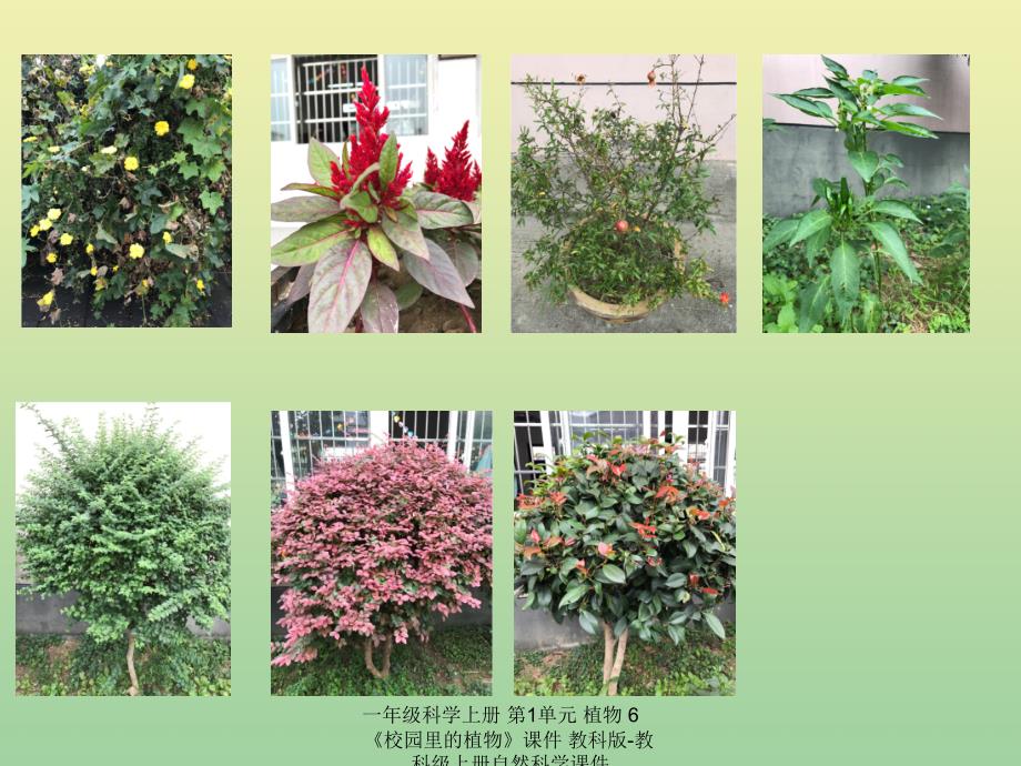 【最新】一年级科学上册 第1单元 植物 6《校园里的植物》课件 教科版-教科级上册自然科学课件_第2页