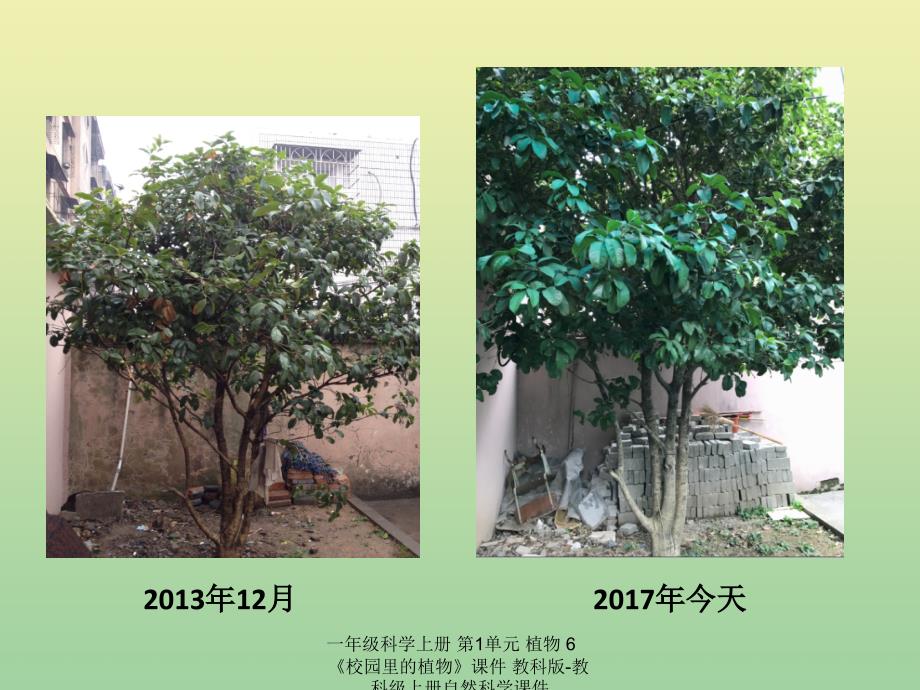 【最新】一年级科学上册 第1单元 植物 6《校园里的植物》课件 教科版-教科级上册自然科学课件_第4页