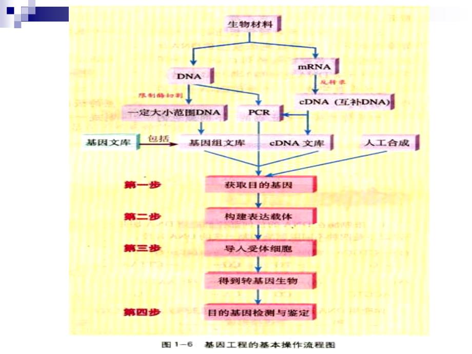 1.2--基因工程的基本操作程序文件_第3页