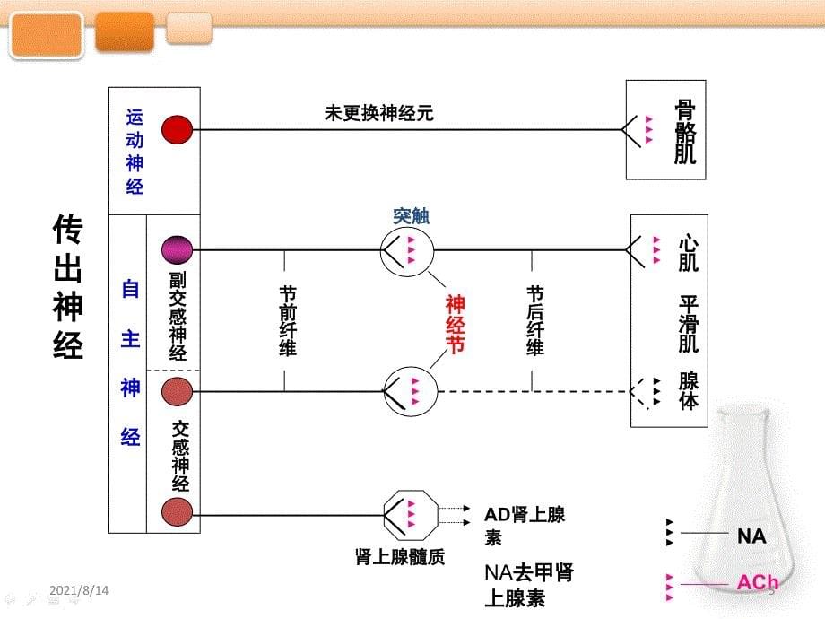 第二章传出神经系统药物护理药物学_第5页