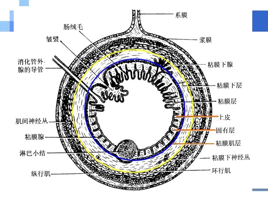 消化管ppt课件_第5页