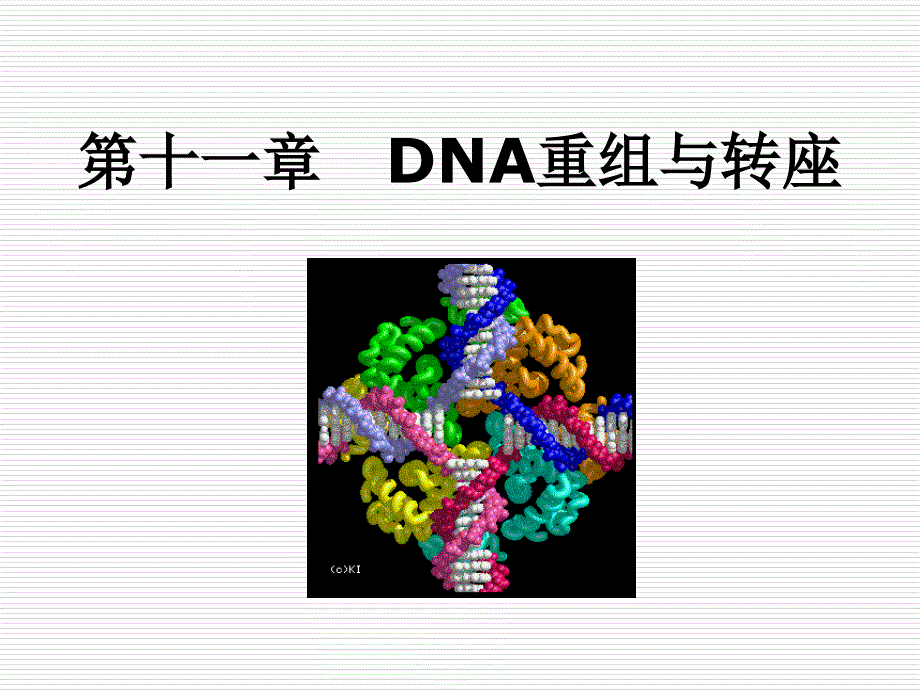 第7章DNA重组与转座_第1页