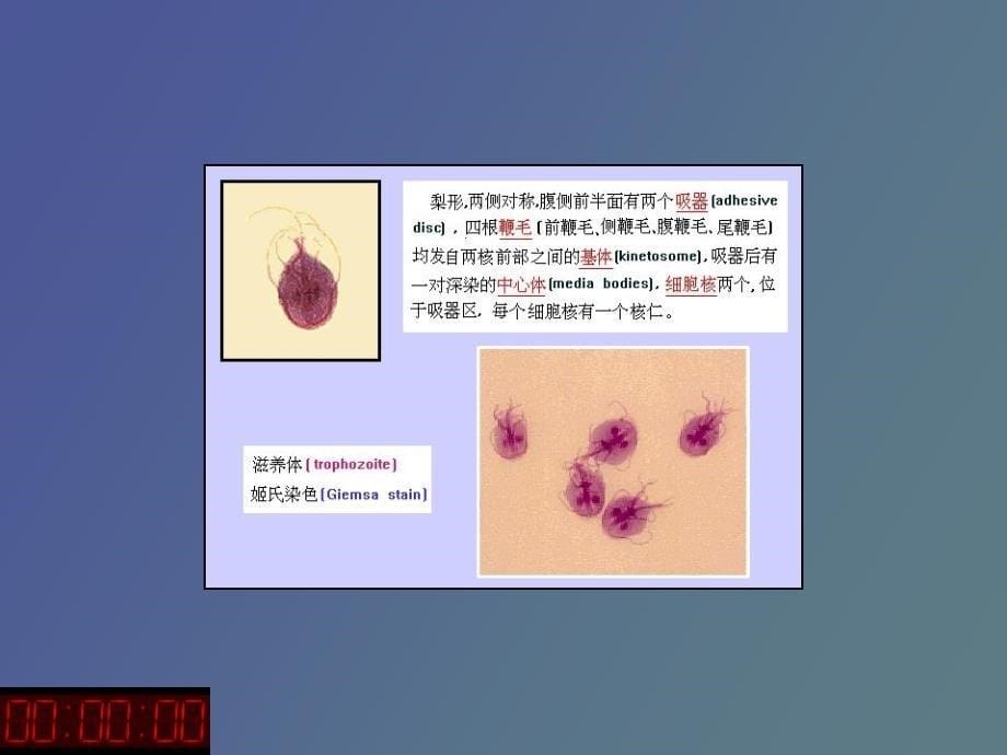 阿米巴原虫鞭毛虫_第5页