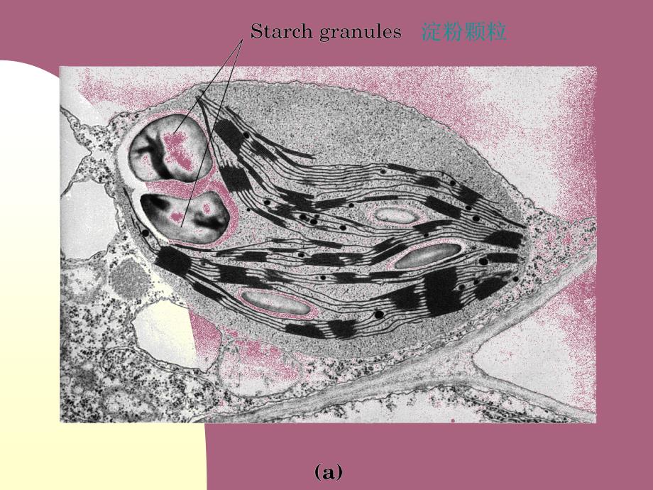 生物化学糖类化学ppt课件_第3页