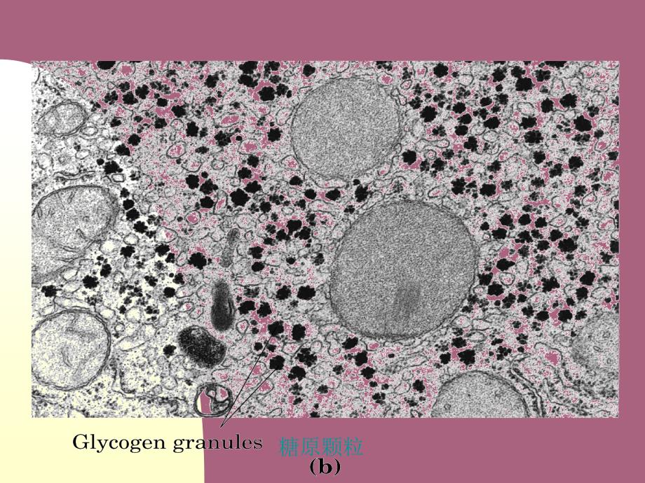 生物化学糖类化学ppt课件_第4页