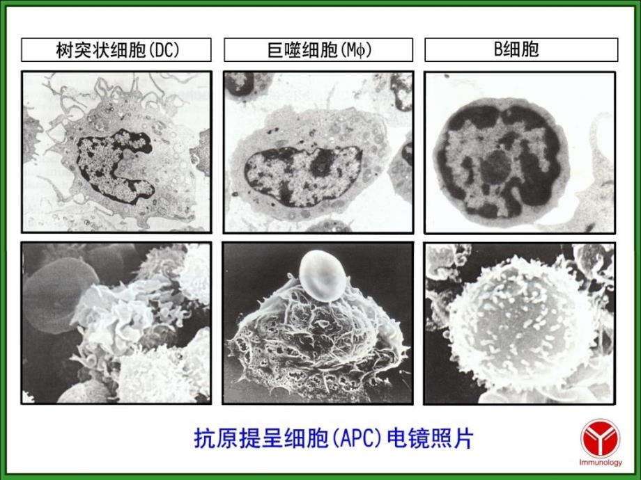 APC与抗原提呈PPT课件_第4页