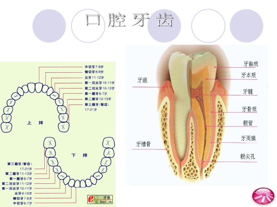 【PPT课件】保护牙齿_第3页