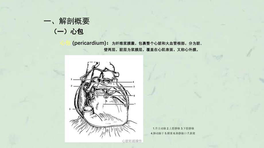 心脏彩超操作课件_第3页