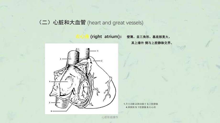 心脏彩超操作课件_第4页