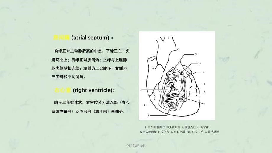 心脏彩超操作课件_第5页