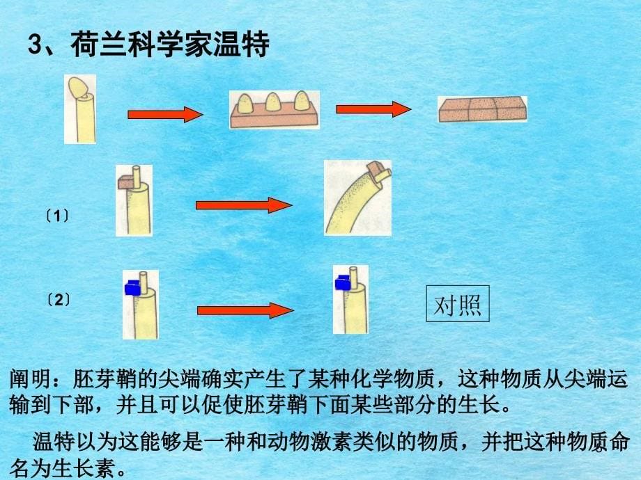 B3.3.1生物植物生长素的发现ppt课件_第5页