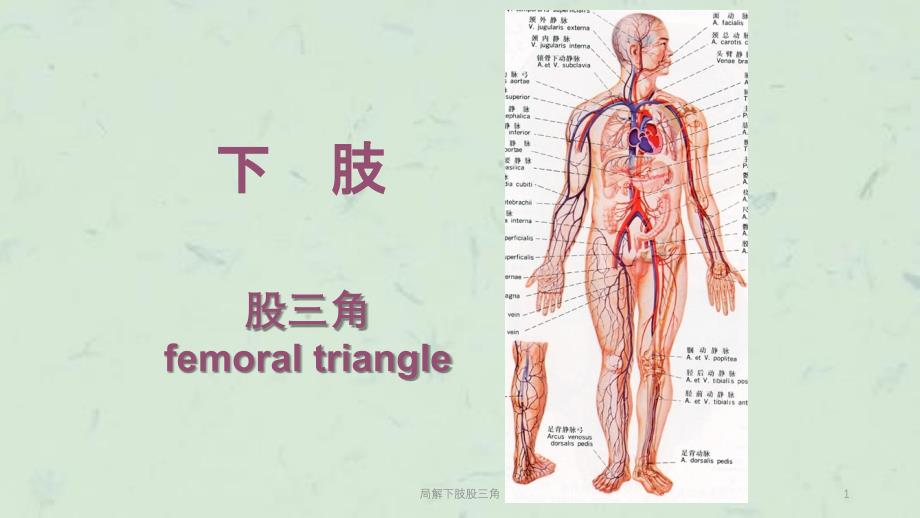 局解下肢股三角课件_第1页