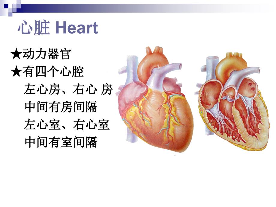 脉管系统心脏()_第4页