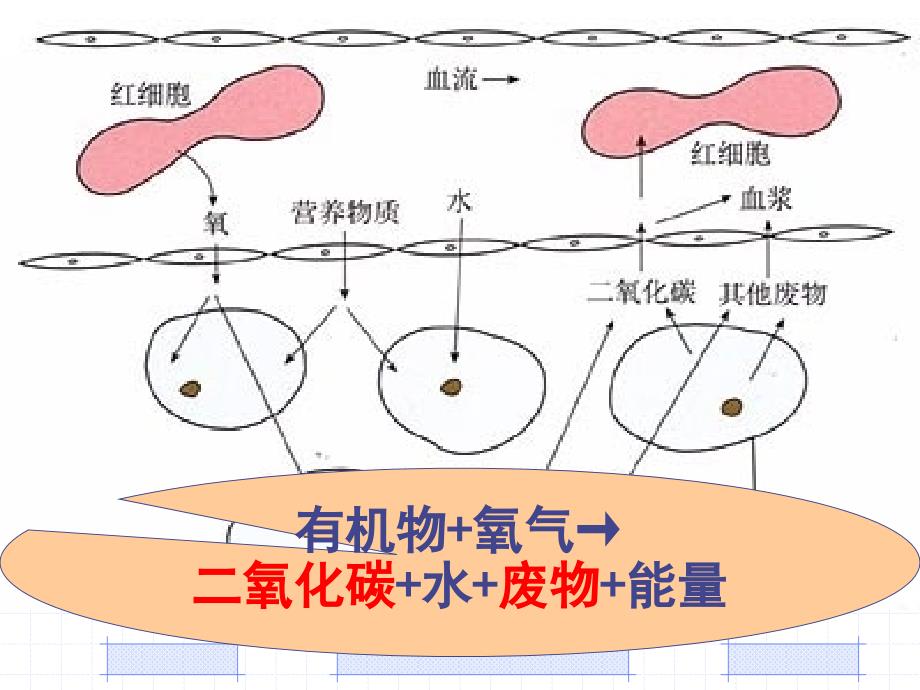 5人体内废物的排出复习_第4页