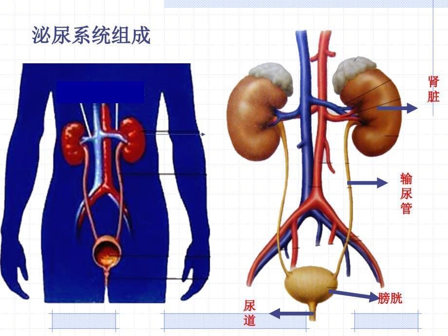 5人体内废物的排出复习_第5页