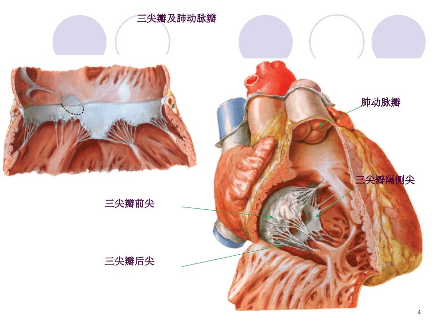 心脏瓣膜病病人的护理2ppt课件_第4页