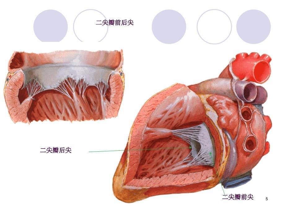 心脏瓣膜病病人的护理2ppt课件_第5页