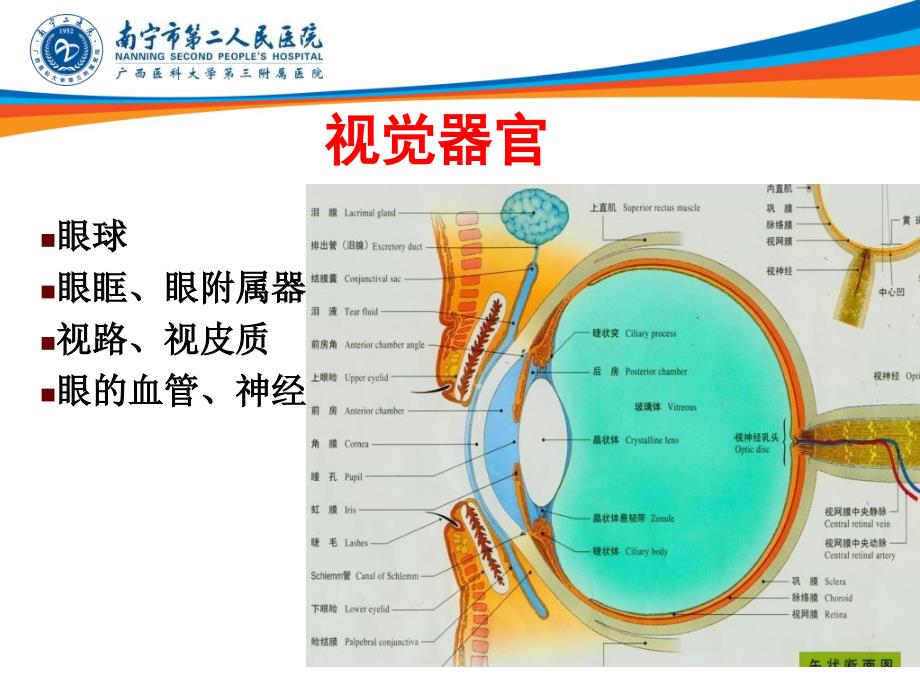 眼的解剖与生理lm_第3页