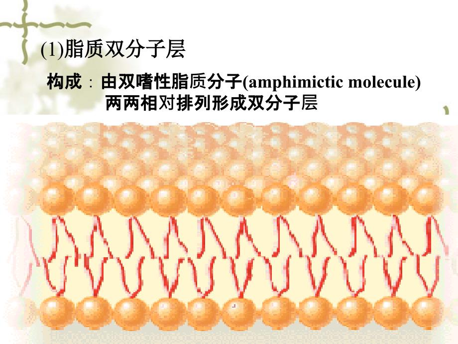 第一章细胞膜plasmamembrane的结构及转运机能名师编辑PPT课件_第3页