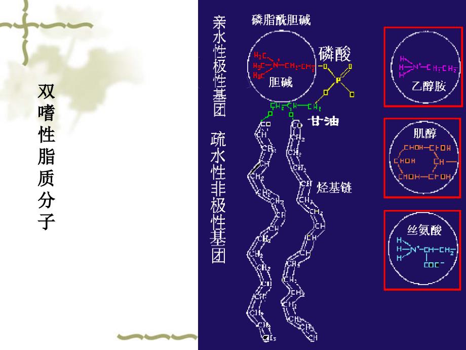 第一章细胞膜plasmamembrane的结构及转运机能名师编辑PPT课件_第4页