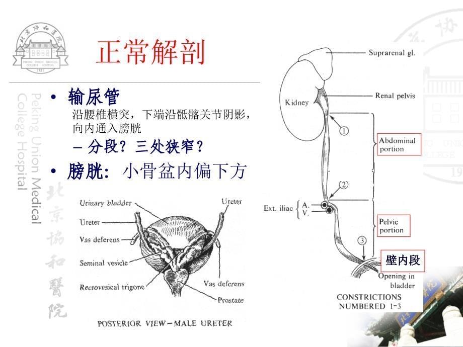 医学影像学课件：泌尿生殖系统正常及异常影像学表现_第5页