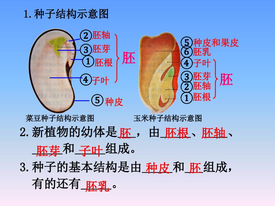 人教版七上第三单元第一章第二节种子植物（共24张PPT）_第1页