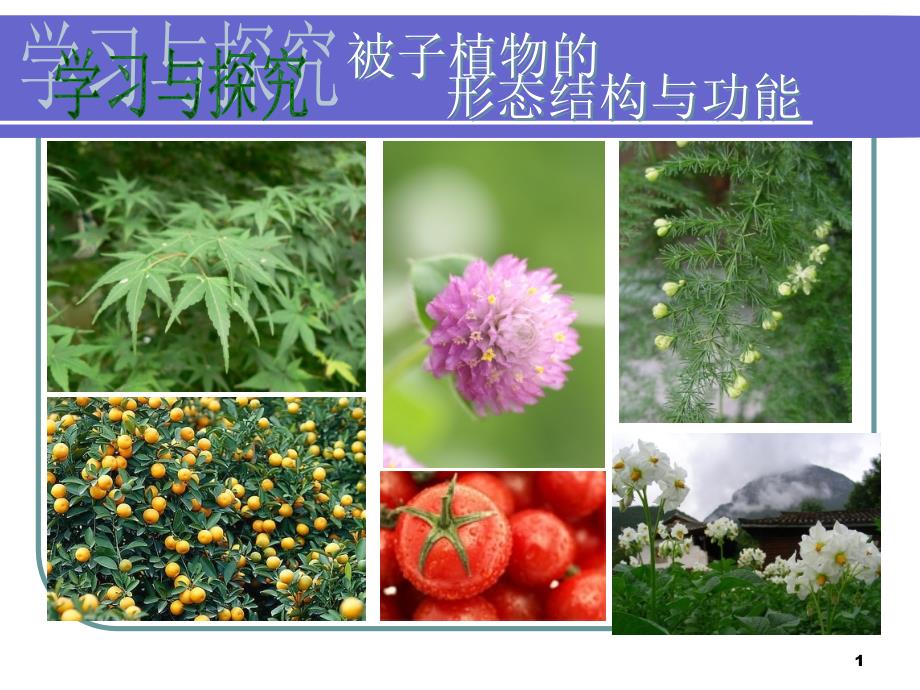 二、被子植物的形态结构与功能PPT_第1页