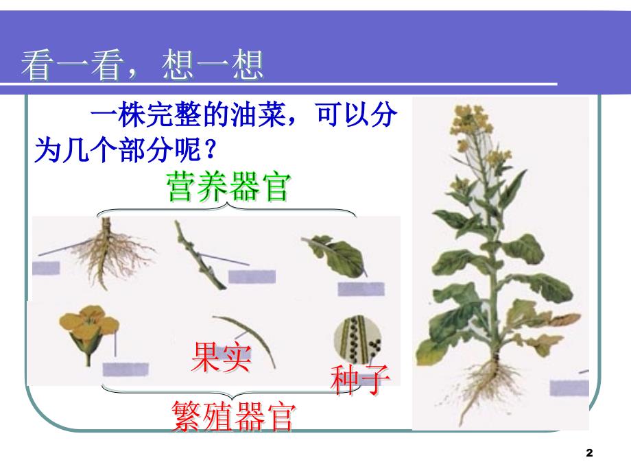 二、被子植物的形态结构与功能PPT_第2页