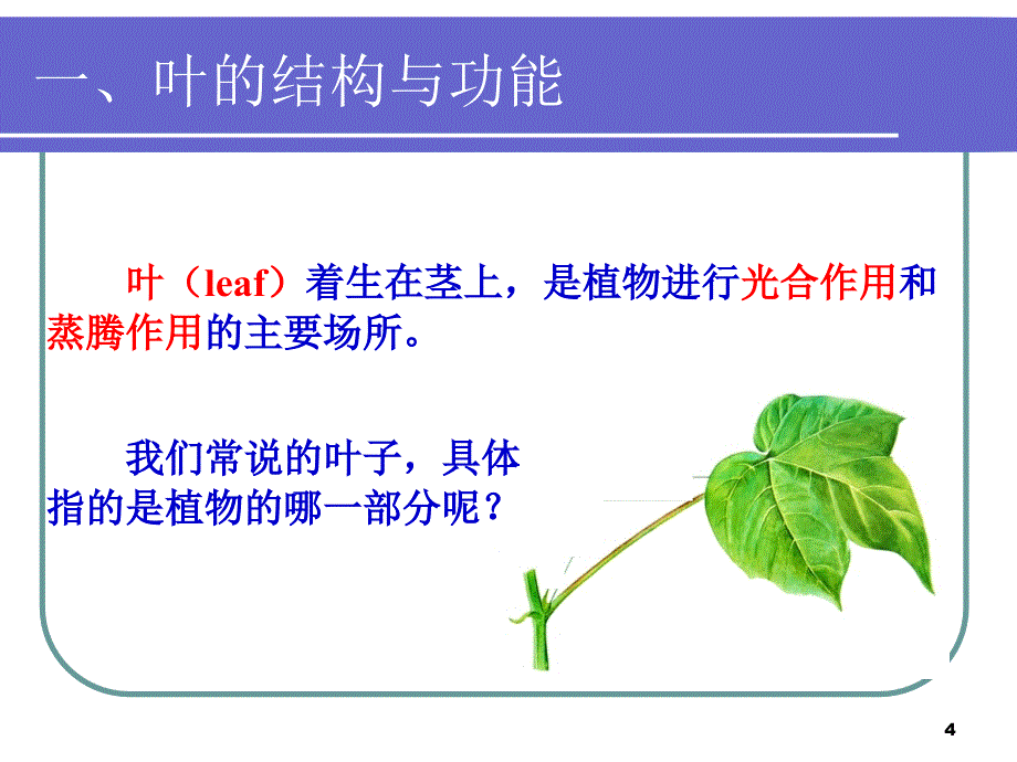 二、被子植物的形态结构与功能PPT_第4页