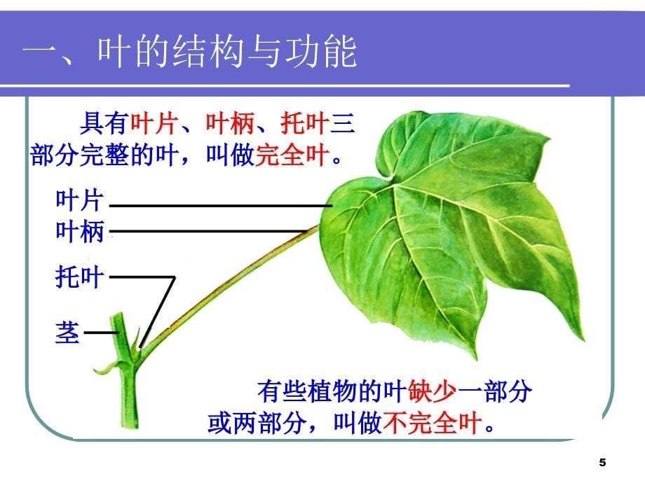 二、被子植物的形态结构与功能PPT_第5页