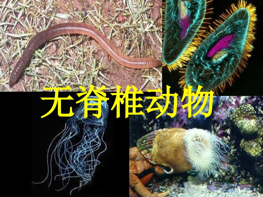 生物的分类无脊椎动物_第1页