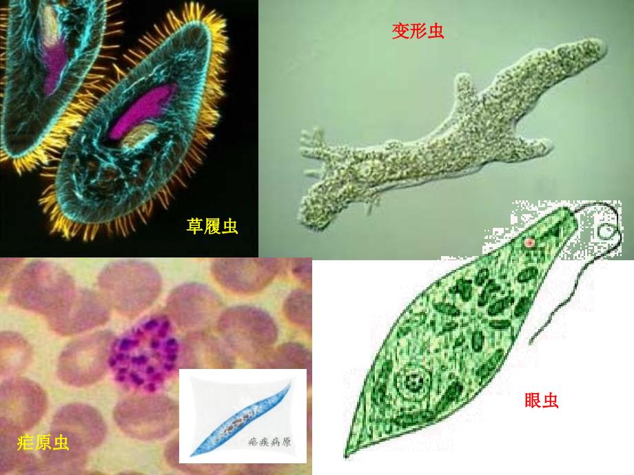 生物的分类无脊椎动物_第4页