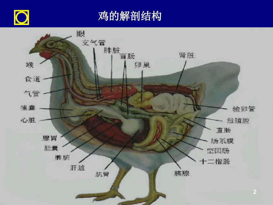 正大蛋鸡知识培训ppt课件_第3页