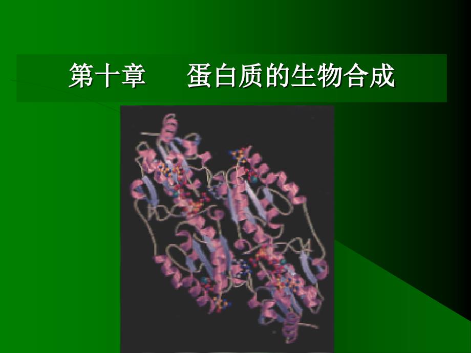 浙江大学王镜岩生物化学甲上第10章蛋白质的生物合成_第1页