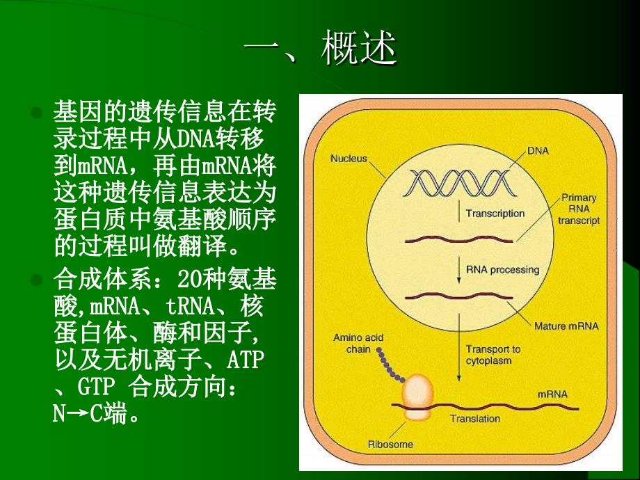 浙江大学王镜岩生物化学甲上第10章蛋白质的生物合成_第2页