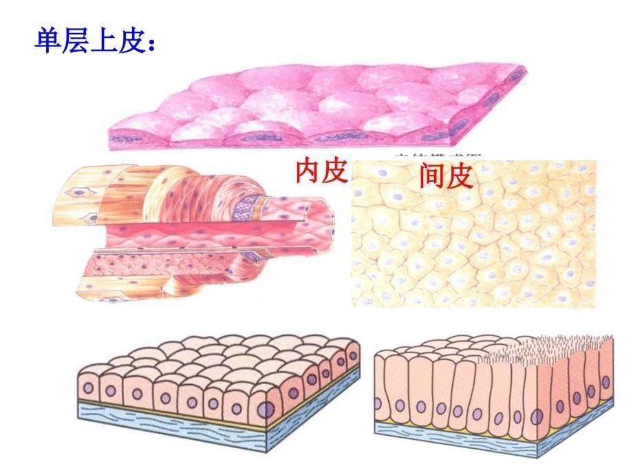 生理学课件：绪论及细胞_第5页