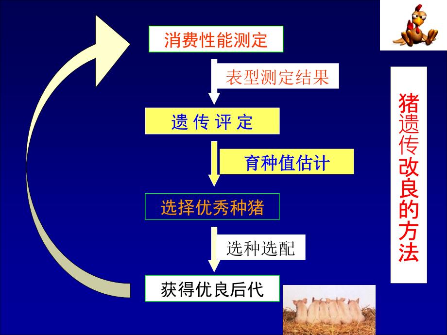 瘦肉型育种计划的几个关键问题南宁ppt课件_第3页