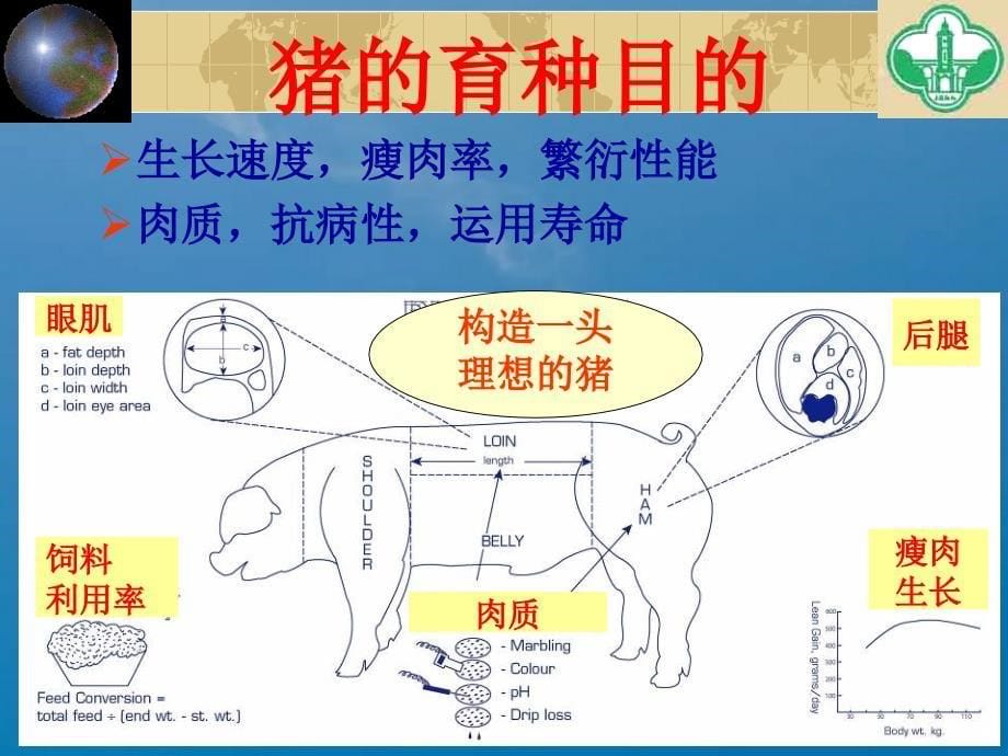 瘦肉型育种计划的几个关键问题南宁ppt课件_第5页