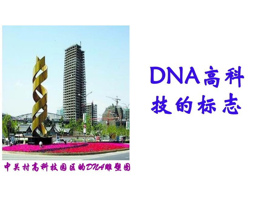 1DNA的分子结构和特点（共17张PPT）_第2页